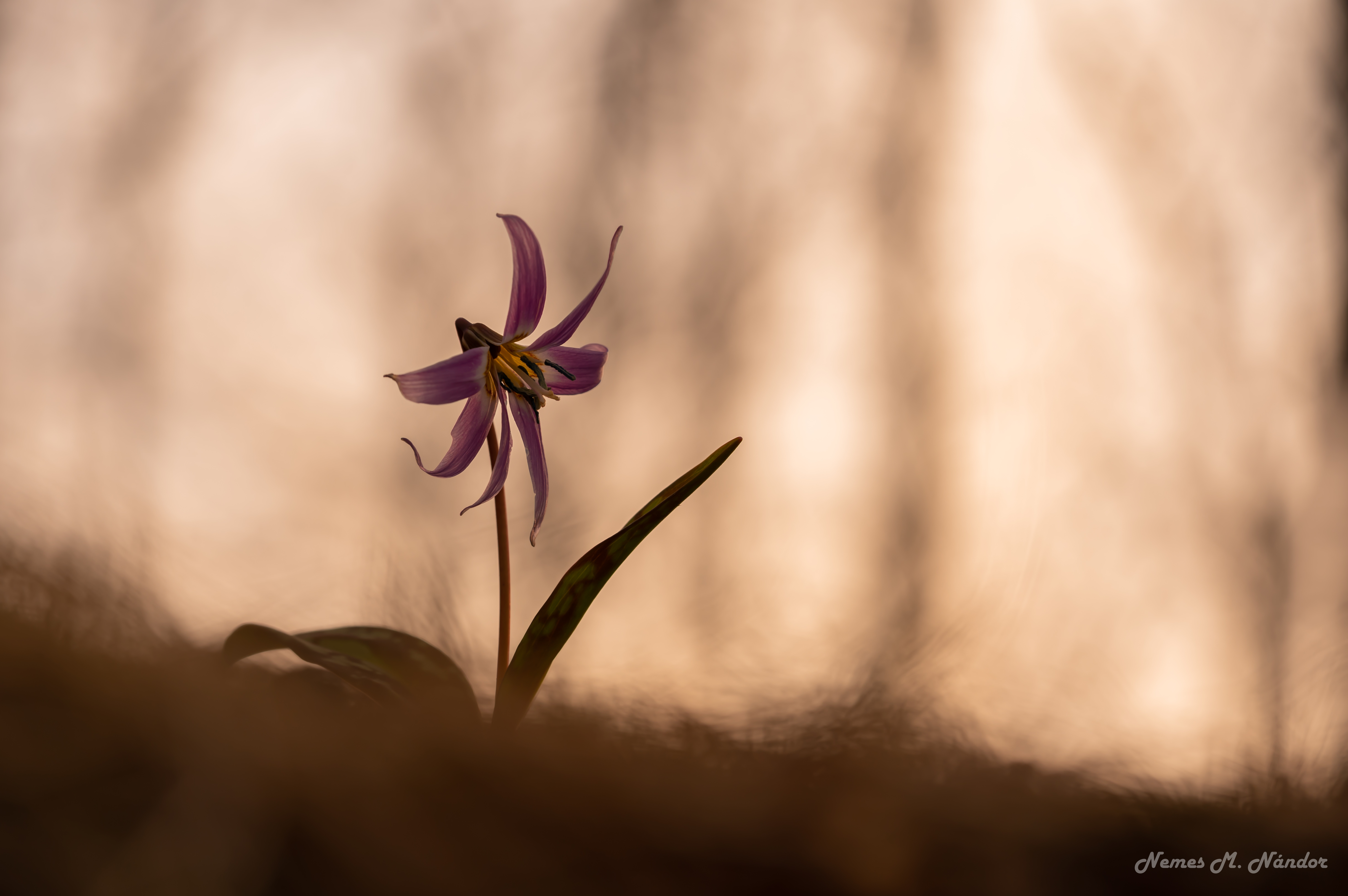 Măseaua ciutei - Erythronium dens-canis